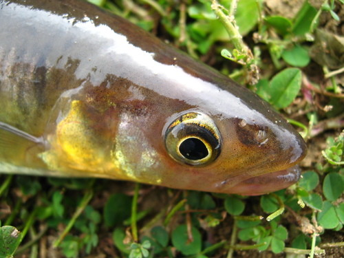 Zebra galaxias (Aplochiton zebra) — Galaxiidae — 4