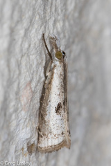 Microcrambus croesus