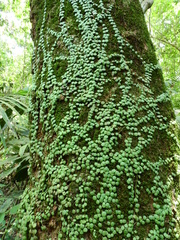 Peperomia circinnata