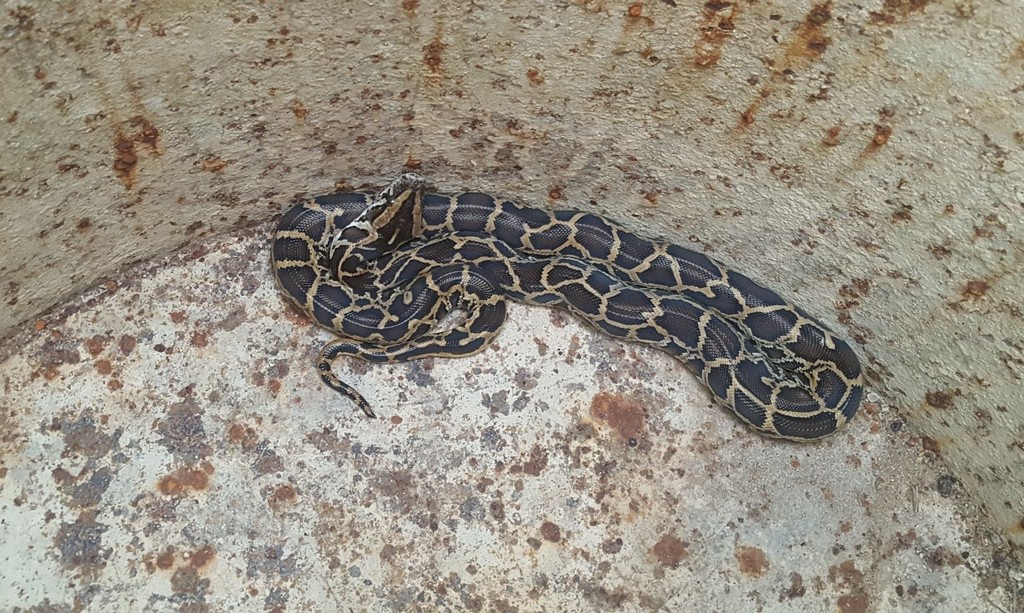 Burmese Python in October 2018 by Benjamin N. · iNaturalist