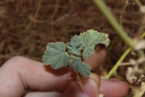 Malva weinmanniana, photograph 3