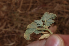 Thomas Mesaglio, CC BY, iNaturalist via GBIF Malva weinmanniana, photograph Thomas Mesaglio, CC BY, iNaturalist via GBIF