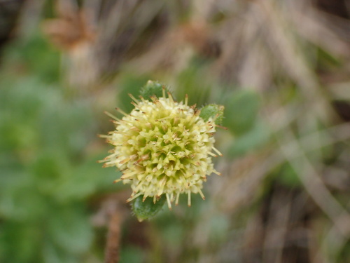 Keysseria erici