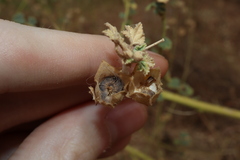 Malva weinmanniana, photograph Thomas Mesaglio, CC BY, iNaturalist via GBIF