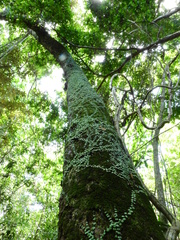 Peperomia circinnata
