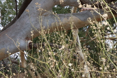Malva weinmanniana