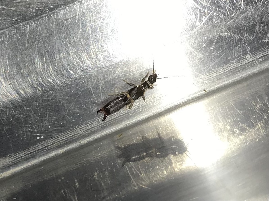 Carcinophora scudderi