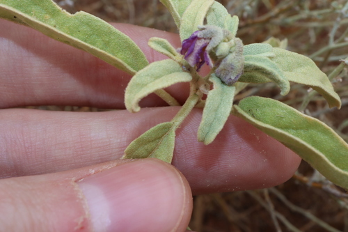 Image of Solanum esuriale by (c) Thomas Mesaglio, some rights reserved (CC BY)
