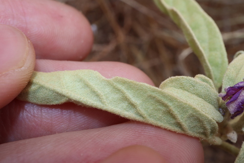 Image of Solanum esuriale by (c) Thomas Mesaglio, some rights reserved (CC BY)