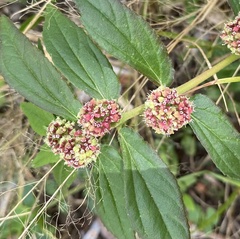 Euphorbia hirta image