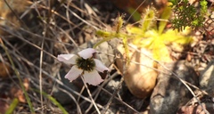 Drosera zeyheri
