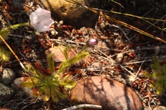 Drosera zeyheri