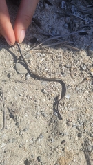 Black Blind Snake