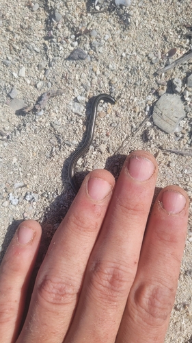 Black Blind Snake