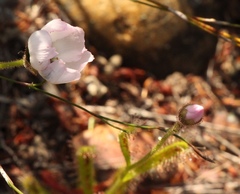Drosera zeyheri