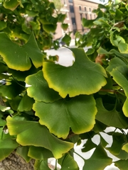 Ginkgo biloba