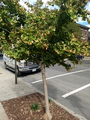 Ginkgo biloba