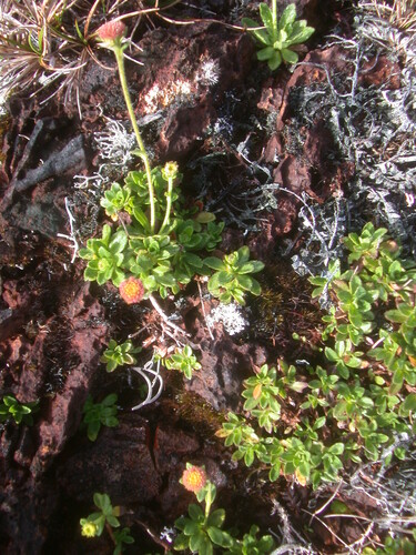 Keysseria helena