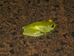 Boophis luteus