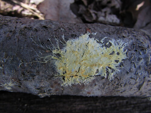 Phanerochaete burtii, 2023-03-30