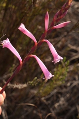 Watsonia aletroides