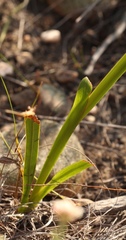Watsonia aletroides