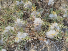 Astragalus thracicus