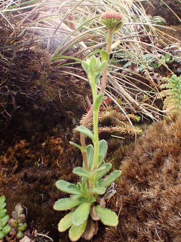 Keysseria helena