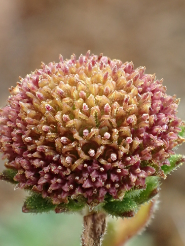 Keysseria helena
