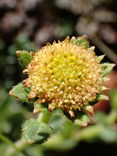 Mt. Waialeale island-daisy (Keysseria helenae)
