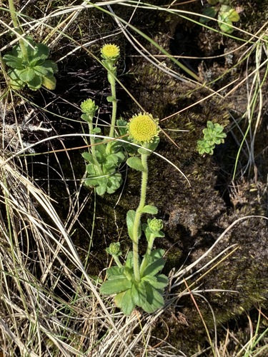 Keysseria