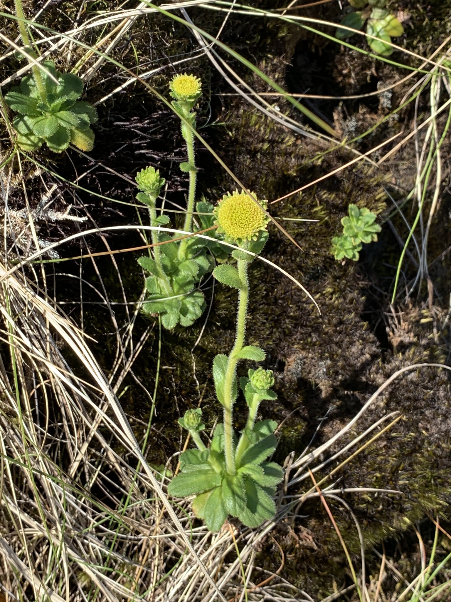 Keysseria