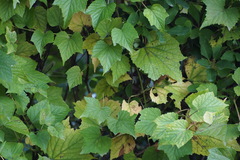 Ampelopsis glandulosa heterophylla
