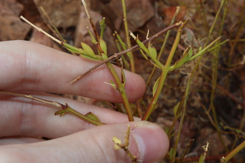 Image of Prostanthera striatiflora by (c) Thomas Mesaglio, some rights reserved (CC BY)
