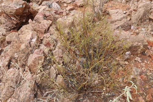 Image of Prostanthera striatiflora by (c) Thomas Mesaglio, some rights reserved (CC BY)