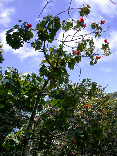 Kokia kauaiensis observed 2002-06-23