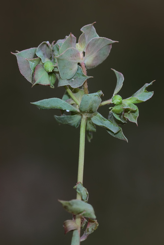 Euphorbia falcata ssp. macrostegia