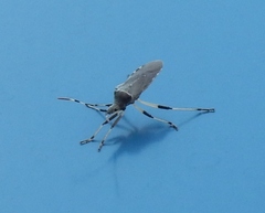 Dicranocephalus albipes