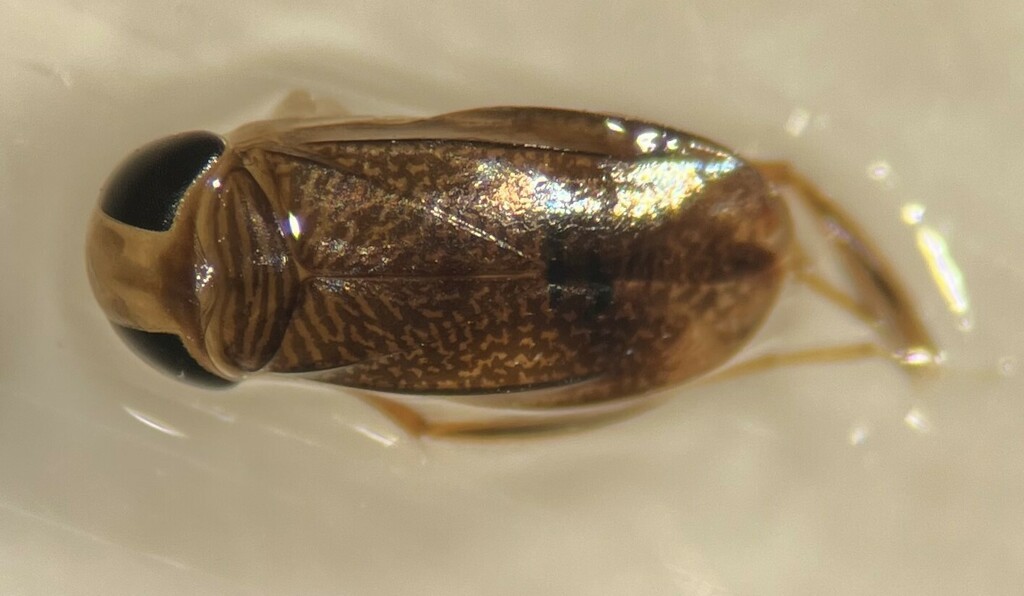 Sigara macrocepsoidea