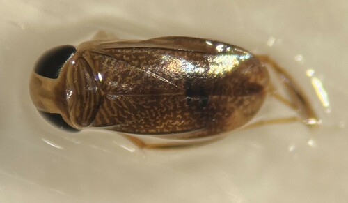 Sigara macrocepsoidea