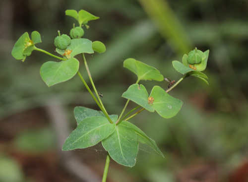 Euphorbia djimilensis