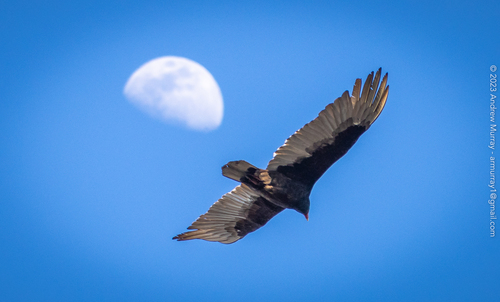 Turkey Vulture (Cathartes aura), a lookalike recorded in California
