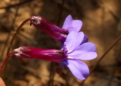 Lobelia tomentosa