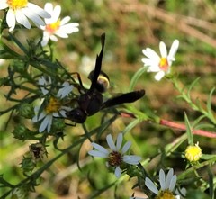 Euodynerus crypticus