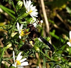 Euodynerus crypticus