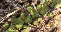 Oxalis fergusonae