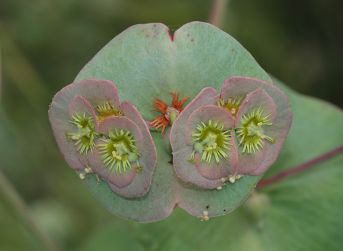 Euphorbia akmanii