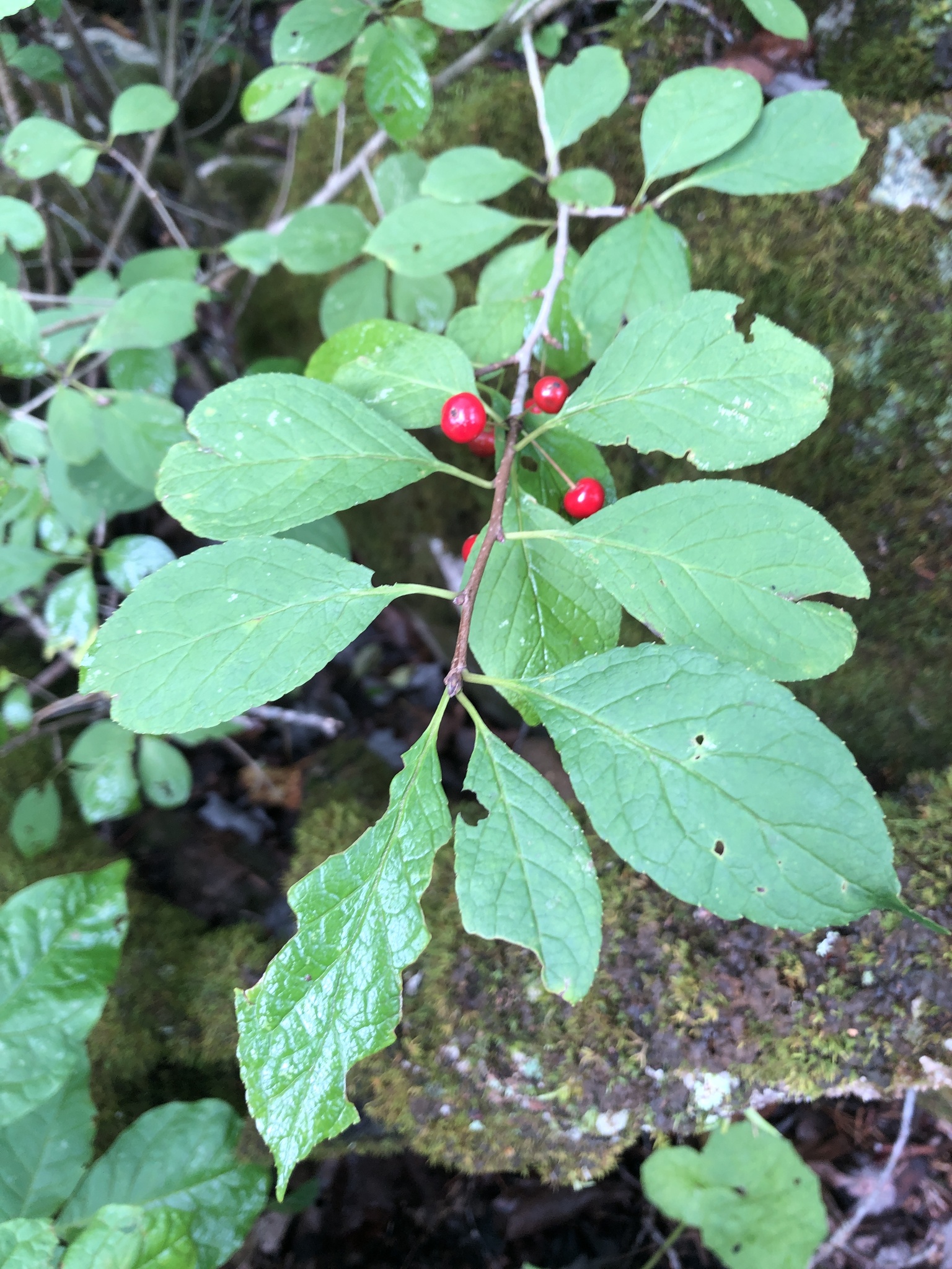 Ilex collina