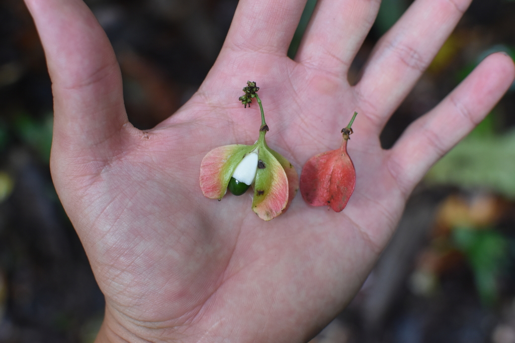 Paullinia pterocarpa
