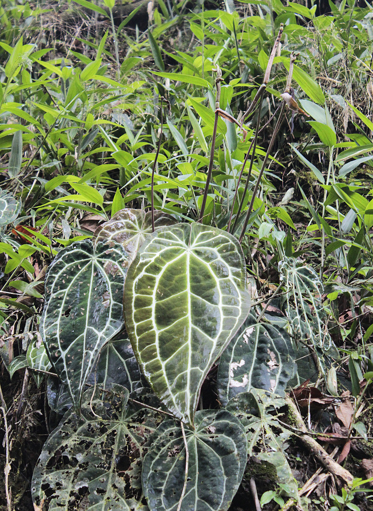 anthuriums (genus)